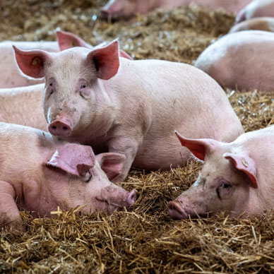 Pigs